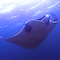 Manta Ray